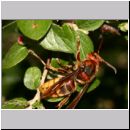 Vespa crabro - Hornisse 22.jpg